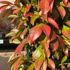 Trachelospermum Jasminoides Arch Trained Jasmine Climber 18Ltr Pot -Water N Plants Sales Store 5021768019641 2