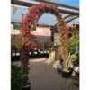 Trachelospermum Jasminoides Arch Trained Jasmine Climber 18Ltr Pot -Water N Plants Sales Store 5021768019641 6ef4684e b4fd 47ec 8d11 06fec335fc28