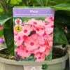 Phlox 'Sweet Summer Dream Orange Rose' 3Ltr Pot 2 Phlox 'Sweet Summer Dream Orange Rose' 3Ltr Pot -Water N Plants Sales Store 5021768048603