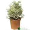 Pittosporum Tenuifolium 'Silver Queen' Plant 50cm Tal (IT) 1 Pittosporum Tenuifolium 'Silver Queen' Plant 50cm Tal (IT) -Water N Plants Sales Store 5021768052945