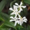 Trachelospermum Jasminoides Climber On Frame Size 90x140cm 2 Trachelospermum Jasminoides Climber On Frame Size 90x140cm -Water N Plants Sales Store 5021768056745