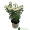 Achillea 'New Vintage White' 3Ltr Pot -Water N Plants Sales Store 5021768059982