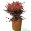 Nandina Domestica 'Obsessed' Heavenly Bamboo 30cm Tall (IT) -Water N Plants Sales Store 5021768064047