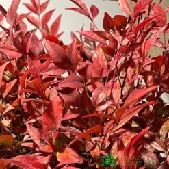 Nandina Domestica 'Obsessed' Heavenly Bamboo 30cm Tall (IT) -Water N Plants Sales Store 5021768064047 2