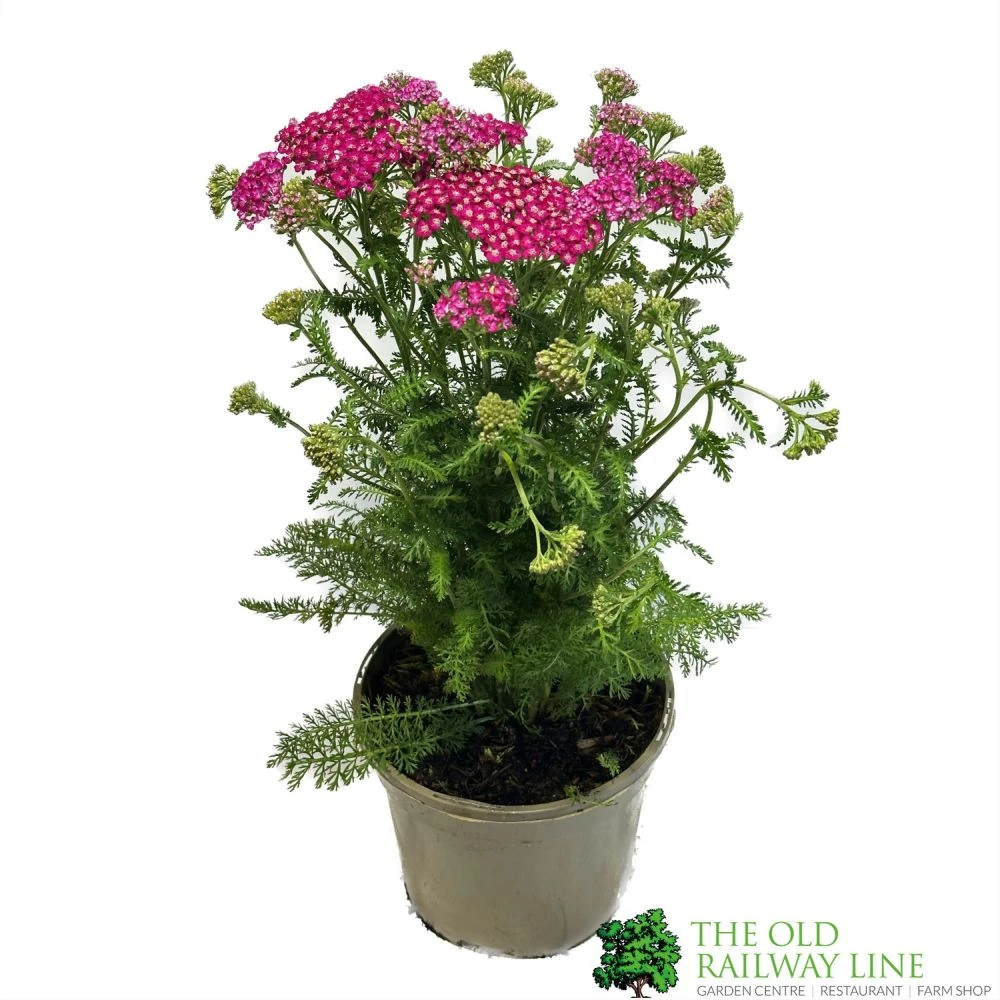 Achillea 'New Vintage Violet' 3Ltr Pot 3 Achillea 'New Vintage Violet' 3Ltr Pot