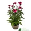 Echinacea 'Sensation Pink' Plant 2 Ltr Pot 1 Echinacea 'Sensation Pink' Plant 2 Ltr Pot -Water N Plants Sales Store 5021768069202 9c267101 cf06 4299 acb6 0db8f65e2aec