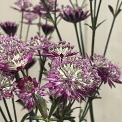 Astrantia 'Star Of Love' Plant 3 Ltr -Water N Plants Sales Store 5021768072080 3