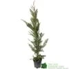 Cupressus Leylandii Conifer Hedging Plant 1.25m Tall (IT) 1 Cupressus Leylandii Conifer Hedging Plant 1.25m Tall (IT) -Water N Plants Sales Store 5021768075944 df1d85ec 5ef5 44d5 91fb 39dfa0149986