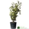 Elaeagnus X Submacrophylla 'Viveleg' Oleaster Plant 50cm Tall (IT) 1 Elaeagnus X Submacrophylla 'Viveleg' Oleaster Plant 50cm Tall (IT) -Water N Plants Sales Store 5021768076903