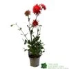 Dahlia 'Karma Red Corona' 3Ltr Pot -Water N Plants Sales Store 5021768079263