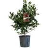 Ilex 'Nellie R.Stevens' Female Holly Bush 10Ltr Pot -Water N Plants Sales Store 5021768084373