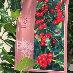 Ilex 'Nellie R.Stevens' Female Holly Bush 10Ltr Pot -Water N Plants Sales Store 5021768084373 3