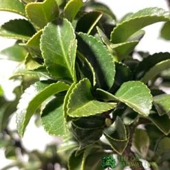 Euonymus Japonicus 'Benkomasaki' 40cm Tall (IT) 7 Euonymus Japonicus 'Benkomasaki' 40cm Tall (IT) -Water N Plants Sales Store 5021768087787 3