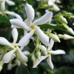 Trachelospermum Jasminoides 'Star Jasmine' Tripod Climber 120cm Tall (IT) -Water N Plants Sales Store 5021768087930 2 e192d392 7a65 4b82 b30c 4daa1dd0ffc3