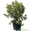 Viburnum Tinus 'Eve Price' Laurustinus Plant 60cm Tall (IT) -Water N Plants Sales Store 5021768096277