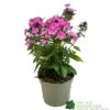 Phlox 'Sweet Summer Rose' 3Ltr Pot -Water N Plants Sales Store 5021768099681