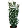 Jasminum Officinale 'Clotted Cream' Jasmine Climber On Trellis 20 Ltr Pot 2 Jasminum Officinale 'Clotted Cream' Jasmine Climber On Trellis 20 Ltr Pot -Water N Plants Sales Store 5021768099698 b819f48d 901c 45ea b5cc 9495cba2dfed
