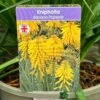 Kniphofia 'Banana Popsicle' 3Ltr Pot -Water N Plants Sales Store 5021768102695