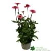 Echinacea 'Delicious Candy' 3Ltr Pot 2 Echinacea 'Delicious Candy' 3Ltr Pot -Water N Plants Sales Store 5021768118924