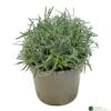 Ficinia 'Ice Crystal' 2Ltr Pot -Water N Plants Sales Store 5021768119242
