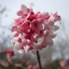 Viburnum Bodnantense 'Dawn' Plant 10Ltr -Water N Plants Sales Store 5021768120446