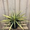 Yucca Filamentosa 'Colour Guard' Plant 3Ltr Pot 2 Yucca Filamentosa 'Colour Guard' Plant 3Ltr Pot -Water N Plants Sales Store 5021768122853 5cec7533 d6ba 4957 8be1 0be63cec591f