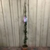 Trachelospermum Asiaticum 'Pink Showers' Climber 1.5m Tall (IT) 1 Trachelospermum Asiaticum 'Pink Showers' Climber 1.5m Tall (IT) -Water N Plants Sales Store 5021768134351 c5d54f41 6ac9 4306 b457 d8b8ac16c480