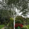 Betula 'Jacquemontii' White Birch Multistem 1.5m Tall (IT) 1 Betula 'Jacquemontii' White Birch Multistem 1.5m Tall (IT) -Water N Plants Sales Store 5021768138939