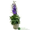 Delphinium Delgenius 'Breezin' 3Ltr Pot -Water N Plants Sales Store 5021768141939