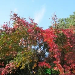 Parthenocissus Quinquefolia Virginia Creeper Climber 20 Ltr Pot -Water N Plants Sales Store 5021768147269 2