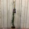 Trachelospermum Asiaticum 'Pink Showers' Climber 1m Tall (IT) -Water N Plants Sales Store 5021768148280 6df0581f e8cb 43c2 bb59 191ddfd9f110