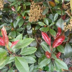 Photinia X Fraseri 'Red Robin' Pleached Form 2m Tall -Water N Plants Sales Store 5021768148341 2
