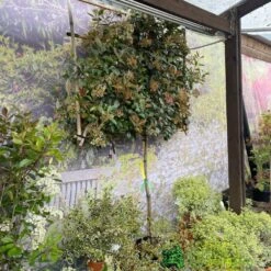 Photinia X Fraseri 'Red Robin' Pleached Form 2m Tall -Water N Plants Sales Store 5021768148341 3