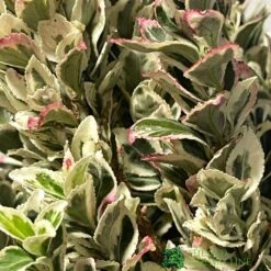 Euonymus Japonicus 'White Spire' Plant 40cm Tall (IT) 5 Euonymus Japonicus 'White Spire' Plant 40cm Tall (IT) -Water N Plants Sales Store 5021768150252 2