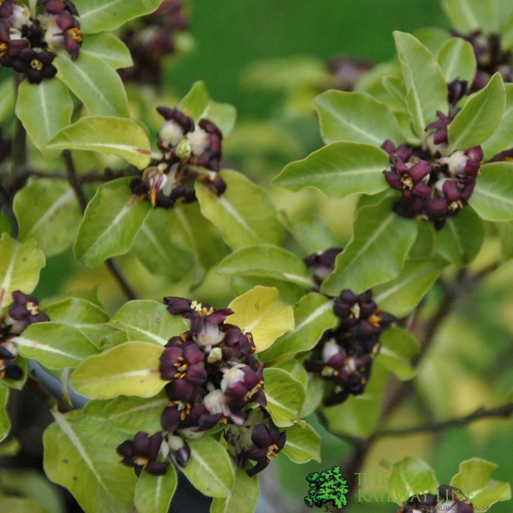 Pittosporum 'Tenuifolium' 3Ltr Pot 3 Pittosporum 'Tenuifolium' 3Ltr Pot