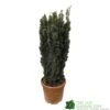 Taxus Baccata 'David' Yew Tree 1m Tall (IT) 2 Taxus Baccata 'David' Yew Tree 1m Tall (IT) -Water N Plants Sales Store 5021768163283 7853f078 4ac1 467f be04 4447e62db6d0