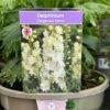 Delphinium 'Delgenius Neva' 3Ltr Pot -Water N Plants Sales Store 5021768164310