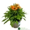 Echinacea 'Prima Saffron' 3Ltr Pot -Water N Plants Sales Store 5021768165874