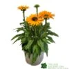 Echinacea 'Sunseekers Mineola' 3Ltr Pot -Water N Plants Sales Store 5021768177716