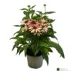 Echinacea 'Pollynation Orange Red' 3Ltr Pot -Water N Plants Sales Store 5021768178706