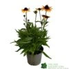 Echnacea 'Parrot' 3Ltr Pot 1 Echnacea 'Parrot' 3Ltr Pot -Water N Plants Sales Store 5021768183823