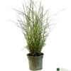 Miscanthus 'Sunlit Satin' 3Ltr Pot -Water N Plants Sales Store 5021768185056
