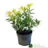 Pieris 'Flaming Silver' 2Ltr Pot (NL) -Water N Plants Sales Store 5023242090252
