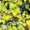 Physocarpus Opulifolius 'Angel Gold' Ninebark Plant 3Ltr Pot 2 Physocarpus Opulifolius 'Angel Gold' Ninebark Plant 3Ltr Pot -Water N Plants Sales Store 5023242188591 2