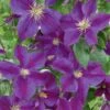 Clematis 'Star Of India' Climber 3 Ltr Pot -Water N Plants Sales Store 5025338001418