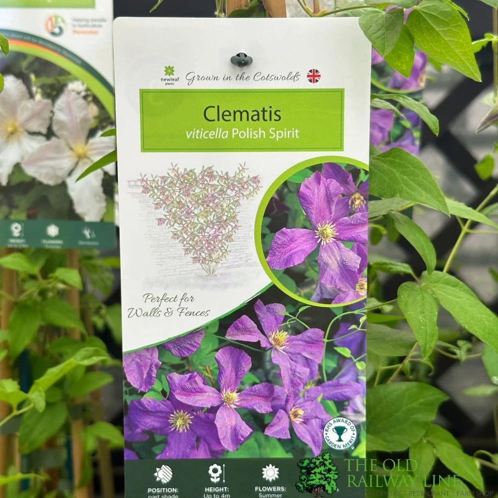 Clemetis Viticella 'Polish Spirit' Climber 3Ltr Pot 3 Clemetis Viticella 'Polish Spirit' Climber 3Ltr Pot