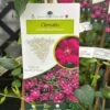 Clematis Viticella 'Royal Velours' Climber 3Ltr Pot -Water N Plants Sales Store 5025338001623