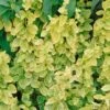 Lonicera Japonica 'Aureoreticulata' Honeysuckle Climbing Plant 3Ltr Pot -Water N Plants Sales Store 5025338002132