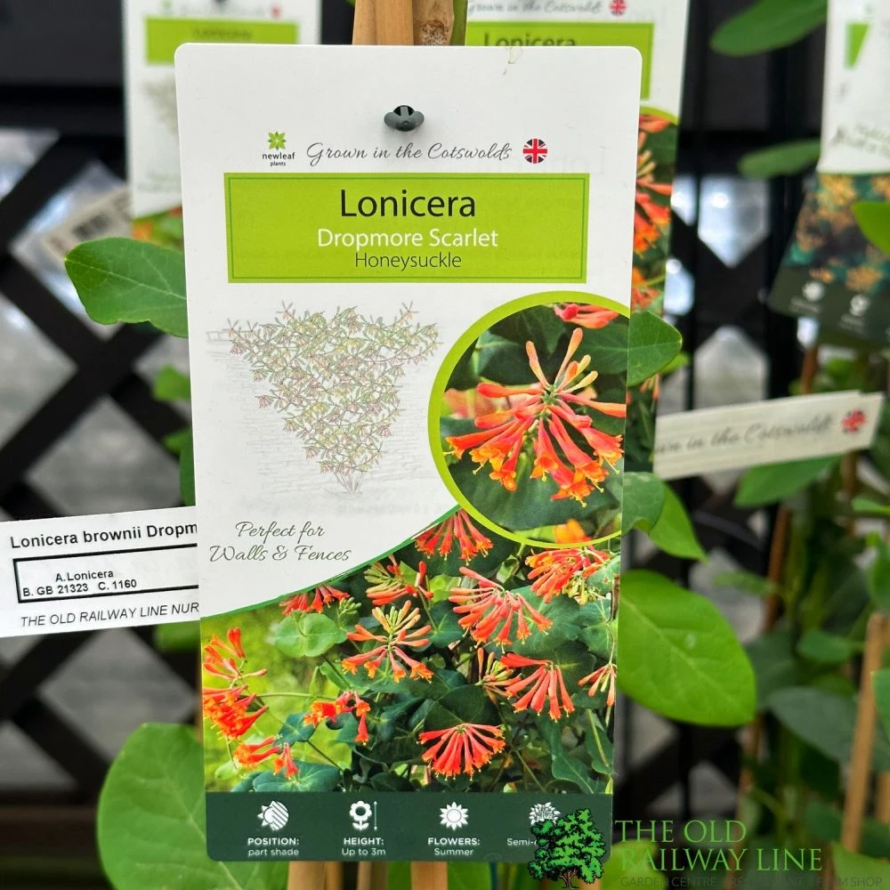 Lonicera 'Dropmore Scarlet' Honeysuckle Plant 3Ltr Pot 3 Lonicera 'Dropmore Scarlet' Honeysuckle Plant 3Ltr Pot