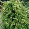 Honeysuckle 'Halls Prolific' Lonicera Japonica Climber 3Ltr Pot 2 Honeysuckle 'Halls Prolific' Lonicera Japonica Climber 3Ltr Pot -Water N Plants Sales Store 5025338002200
